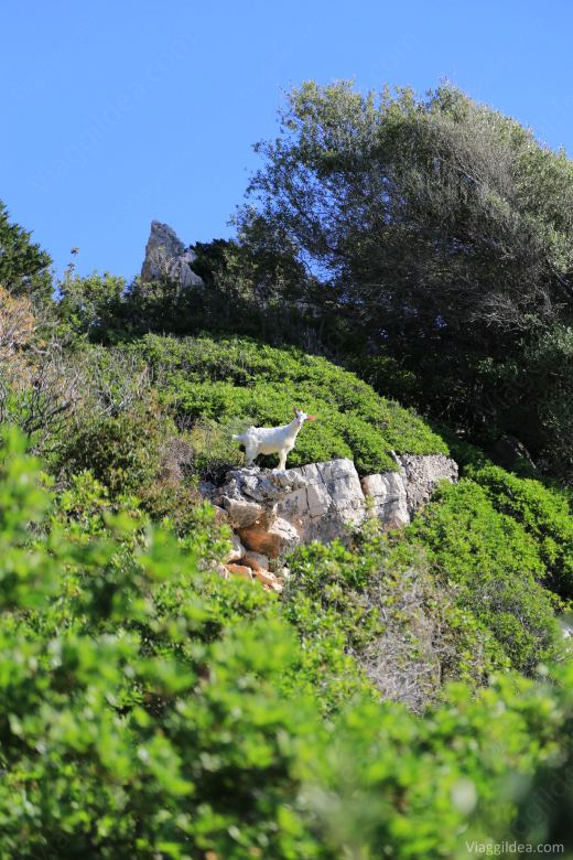 Sardegna_2015_0238