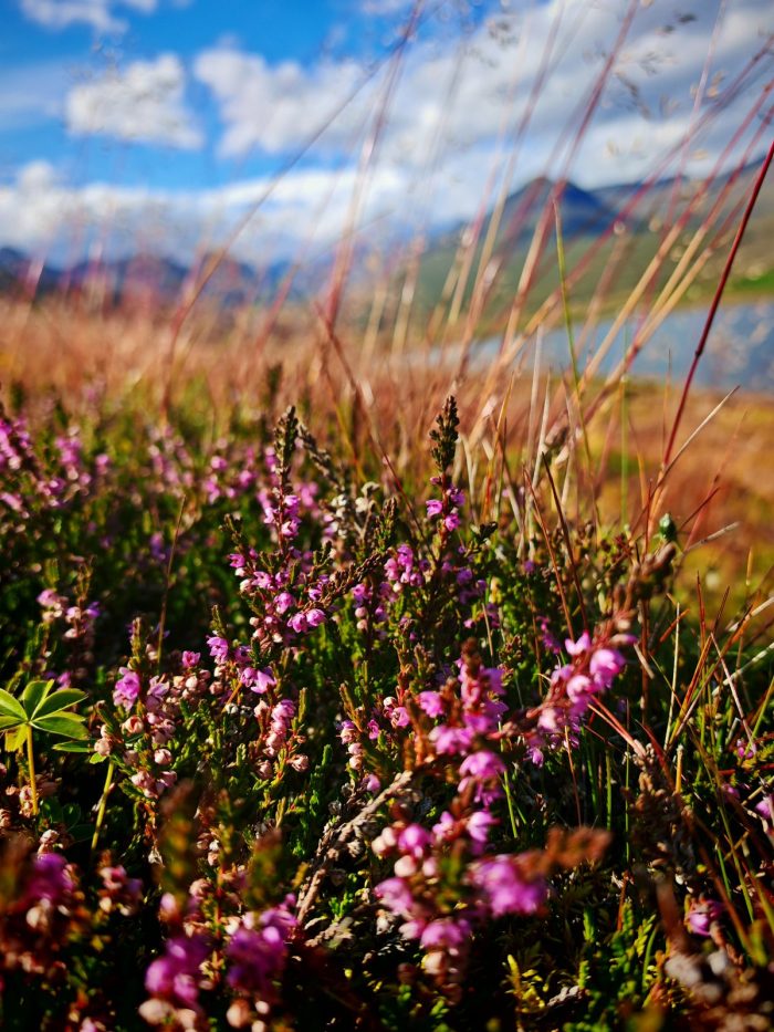 Macro di fiori viola e rosa, con il terreno umido appena visibile